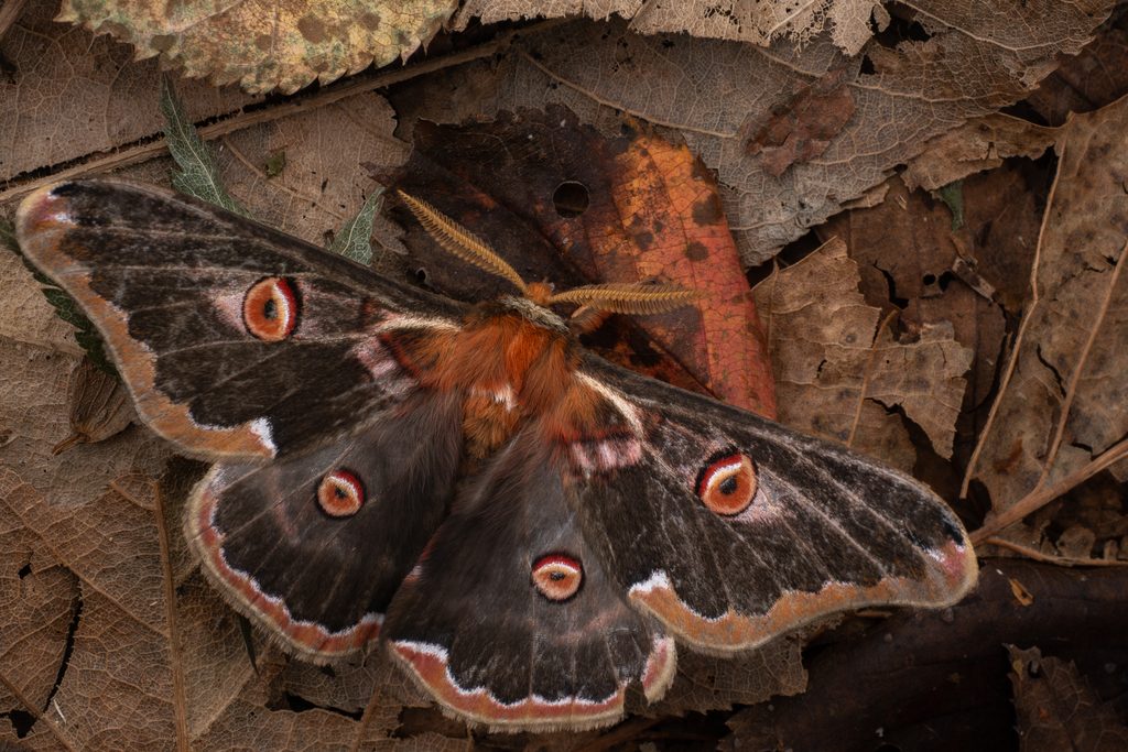 Saturnia jonasii (Butler, 1877) photograph
