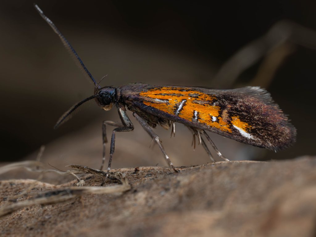Schiffermuelleria zelleri (Christoph, 1882) photograph