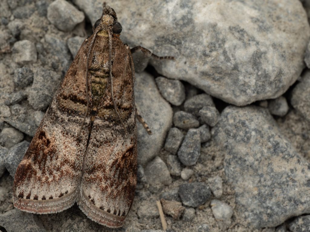 ヤマトマダラメイガ（Sciota intercisella (Wileman, 1911)）の写真