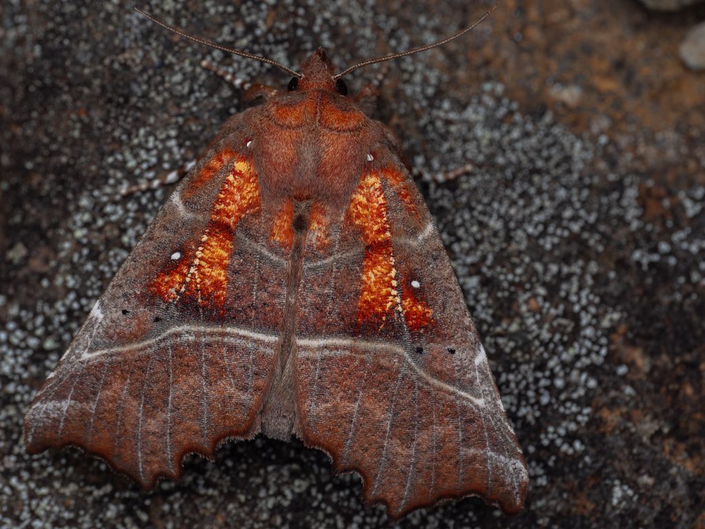 ハガタキリバ（Scoliopteryx libatrix (Linnaeus, 1758)）の写真