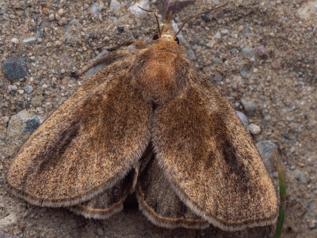 ヒメクロイラガ（Scopelodes contracta Walker, 1855）の写真