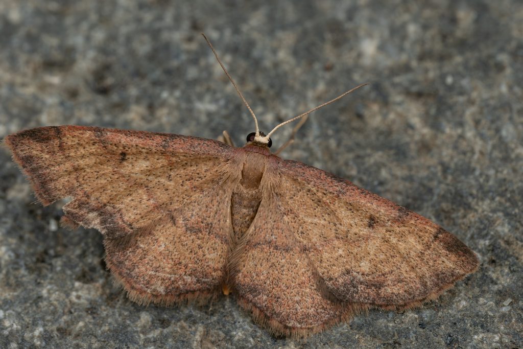 ウスキクロテンヒメシャク（Scopula ignobilis (Warren, 1901)）の写真