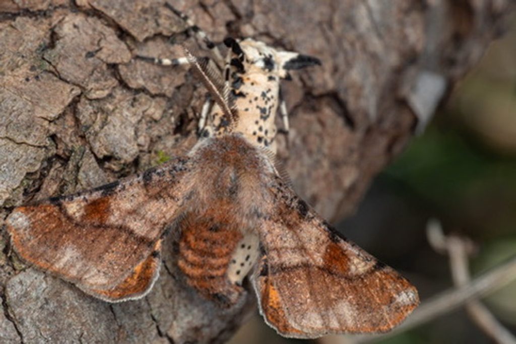 Sebastosema bubonaria Warren, 1896 photograph