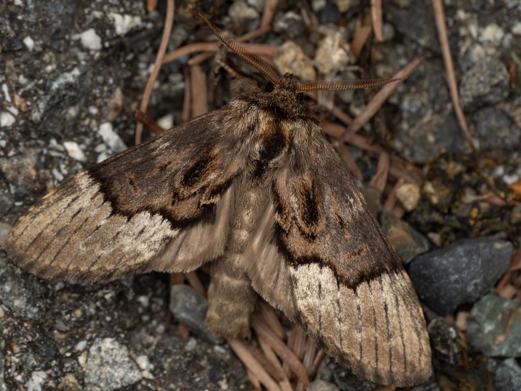 Semidonta biloba (Oberthür, 1880) photograph