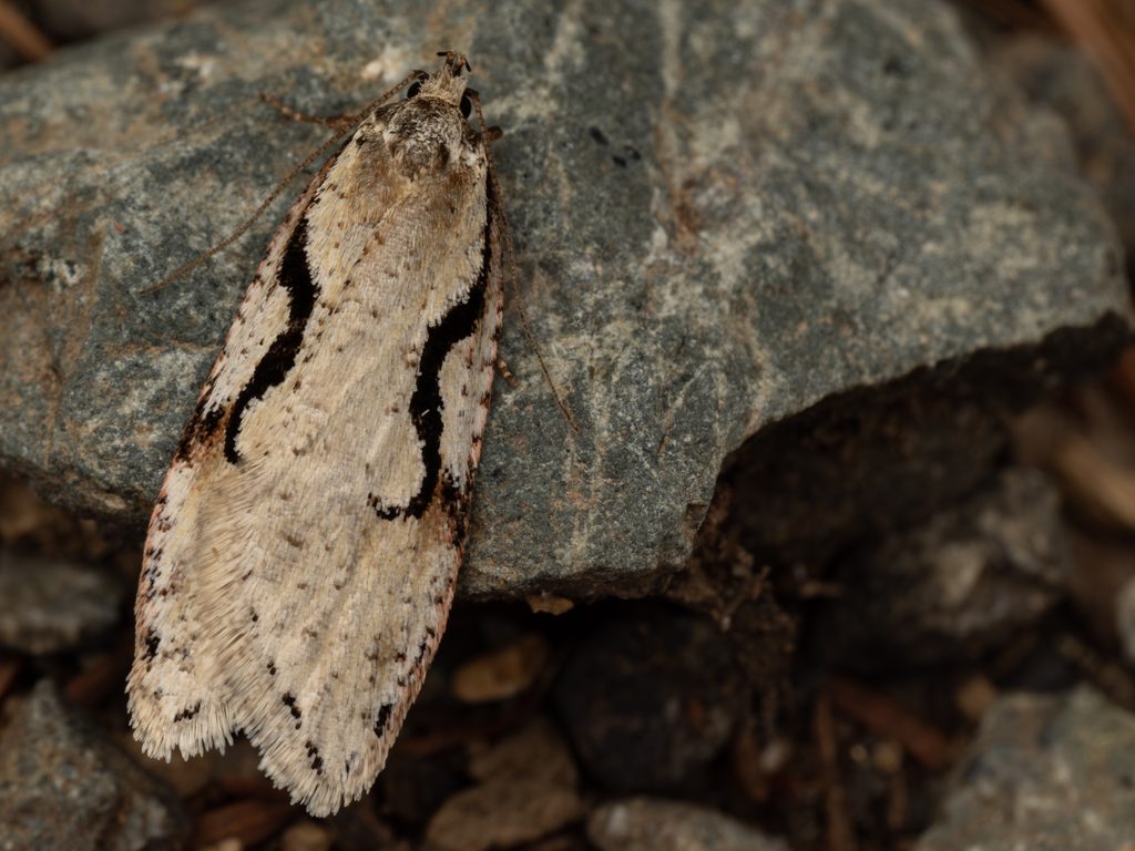 Semioscopis japonicella Saito, 1989 photograph