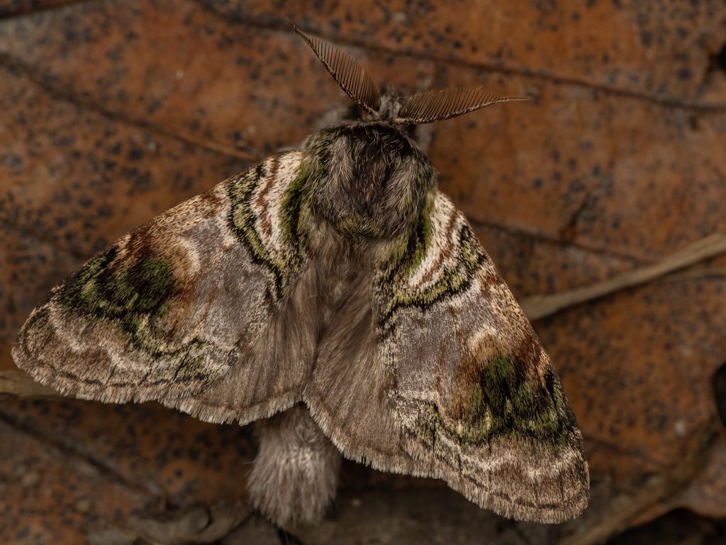 Shachia circumscripta (Butler, 1885) photograph