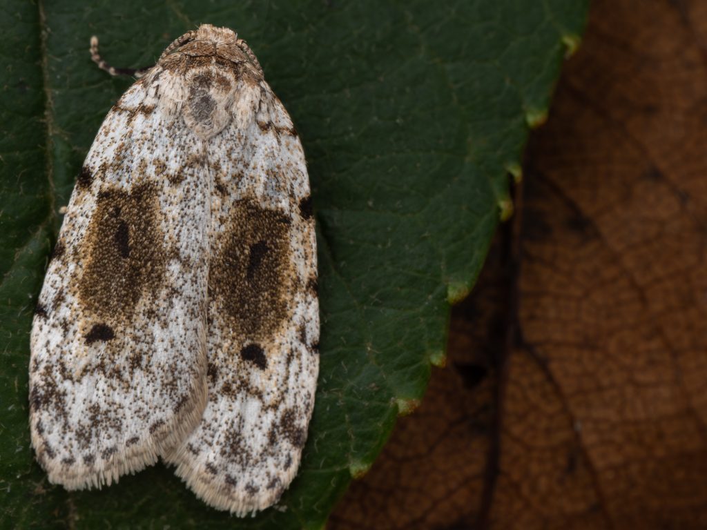 ウスグロコケガ（Siccia obscura (Leech, 1889)）の写真