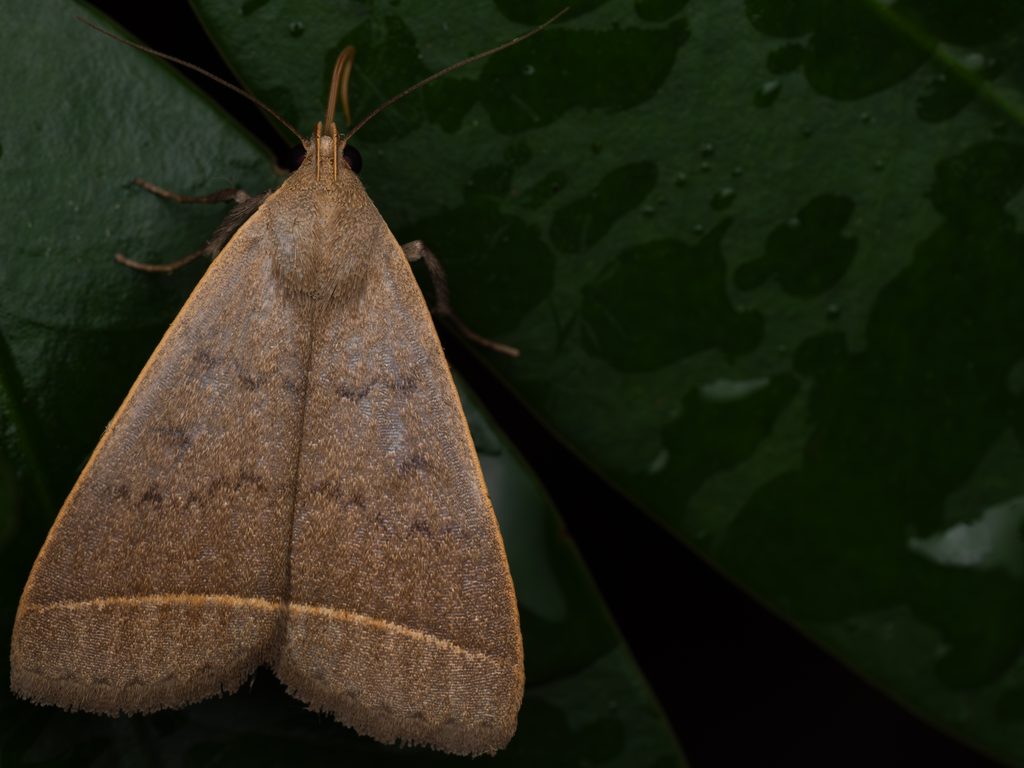 オオアカマエアツバ（Simplicia niphona (Butler, 1878)）の写真