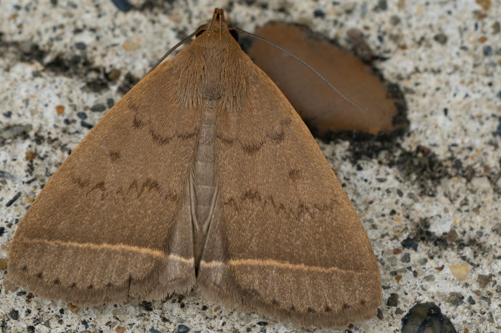 ニセアカマエアツバ（Simplicia xanthoma Prout, 1928）の写真