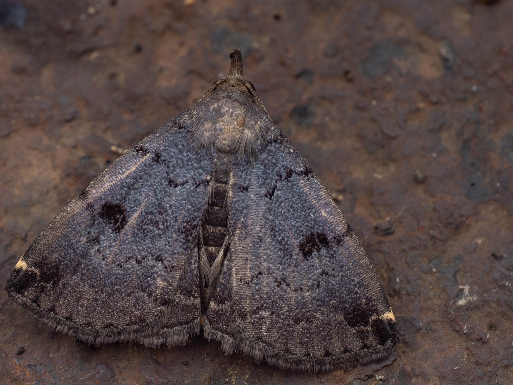 ヒメクロアツバ（Sinarella rotundipennis Owada, 1982）の写真