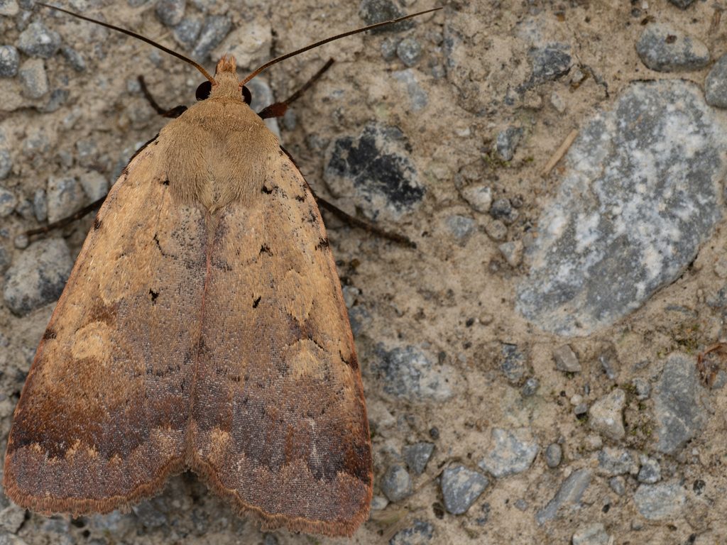 オオカバスジヤガ（Sineugraphe oceanica (Kardakoff, 1928)）の写真