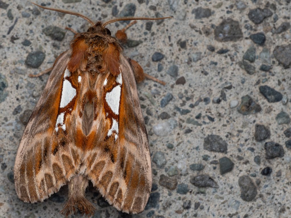 Spatalia doerriesi (Graeser, 1888) photograph