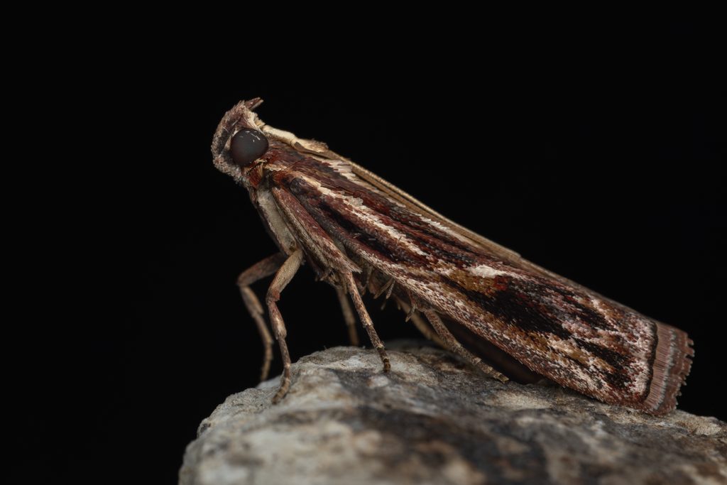 ヒゲブトマダラメイガ（Spatulipalpia albistrialis Hampson, 1912）の写真