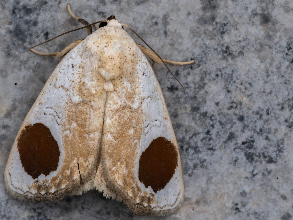 マルモンシロガ（Sphragifera sigillata (Ménétriès, 1859)）の写真