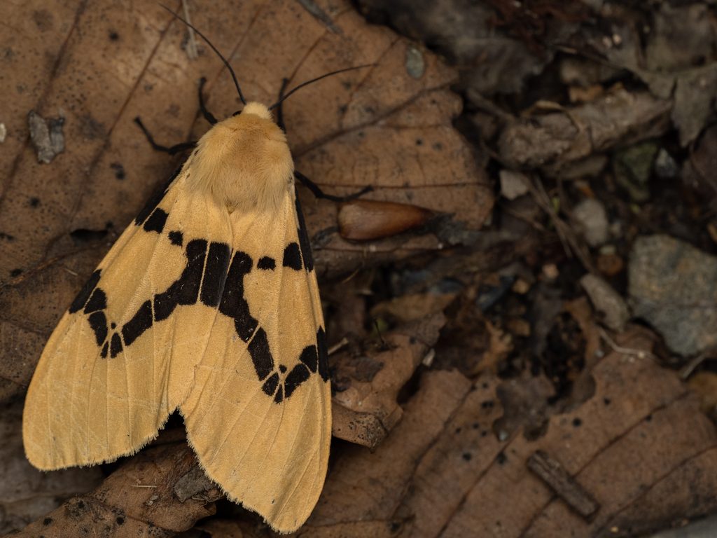 フタスジヒトリ（Spilarctia bifasciata (Butler, 1881)）の写真