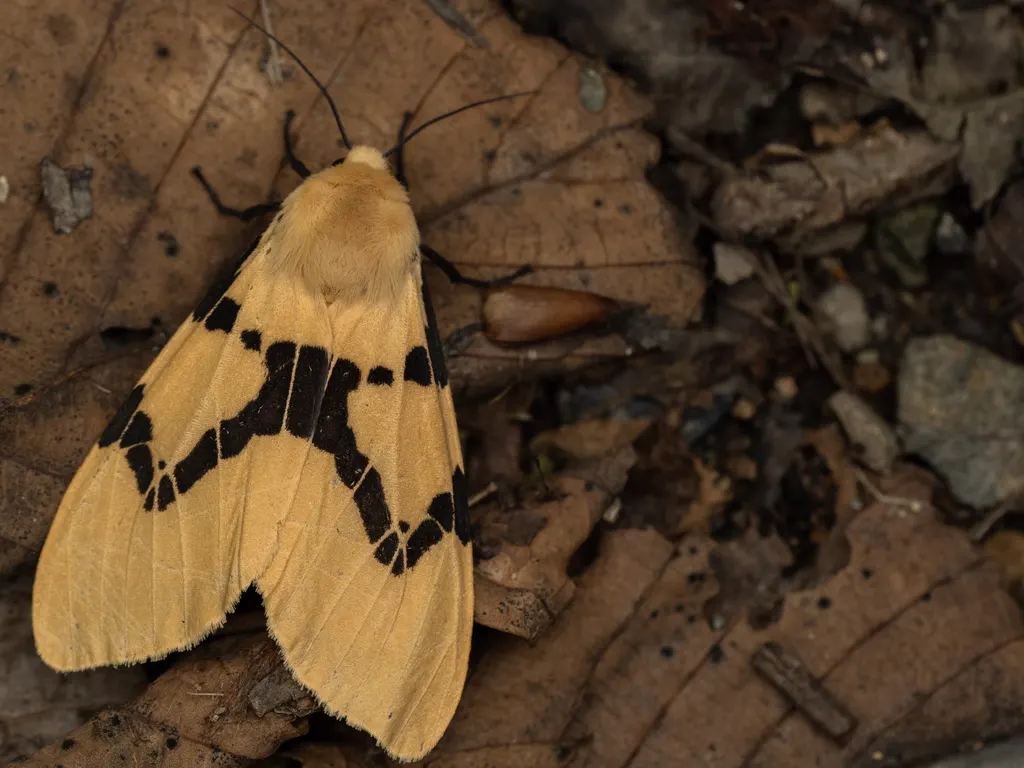 Spilarctia bifasciata (Butler, 1881) photograph