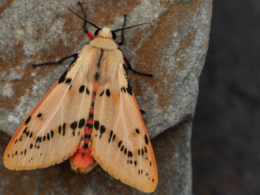 スジモンヒトリ（Spilarctia seriatopunctata (Motschulsky, 1861)）の写真