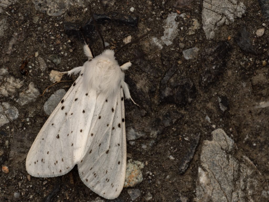 アカハラゴマダラヒトリ（Spilosoma punctarium (Stoll, 1782)）の写真