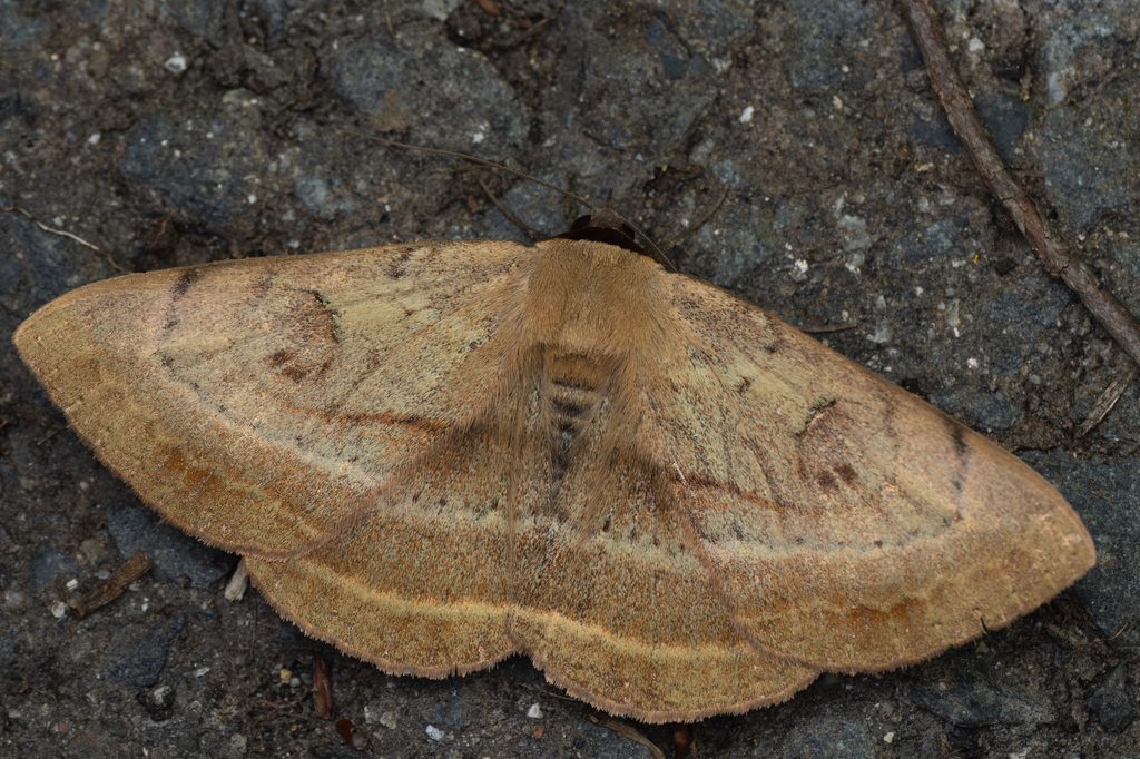 Spirama retorta (Clerck, 1759) photograph