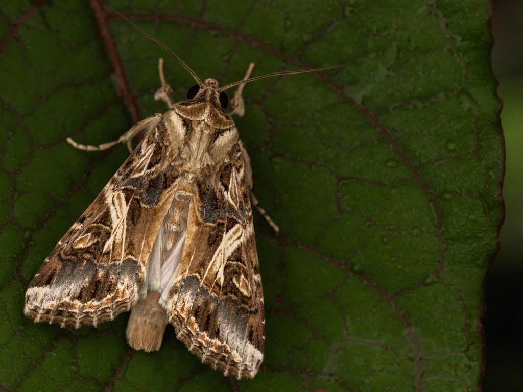 Spodoptera litura (Fabricius, 1775) photograph