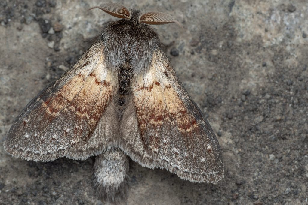 ヒメシャチホコ（Stauropus basalis (Moore, 1877)）の写真