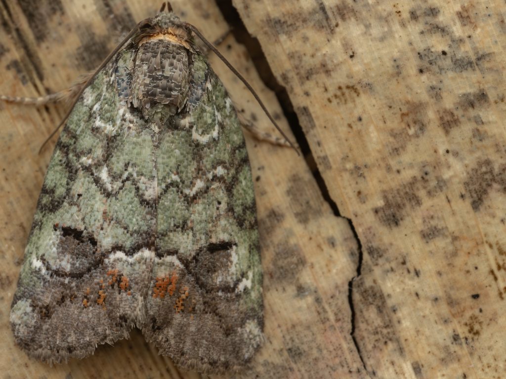 Stenoloba clara (Leech, [1889]) photograph