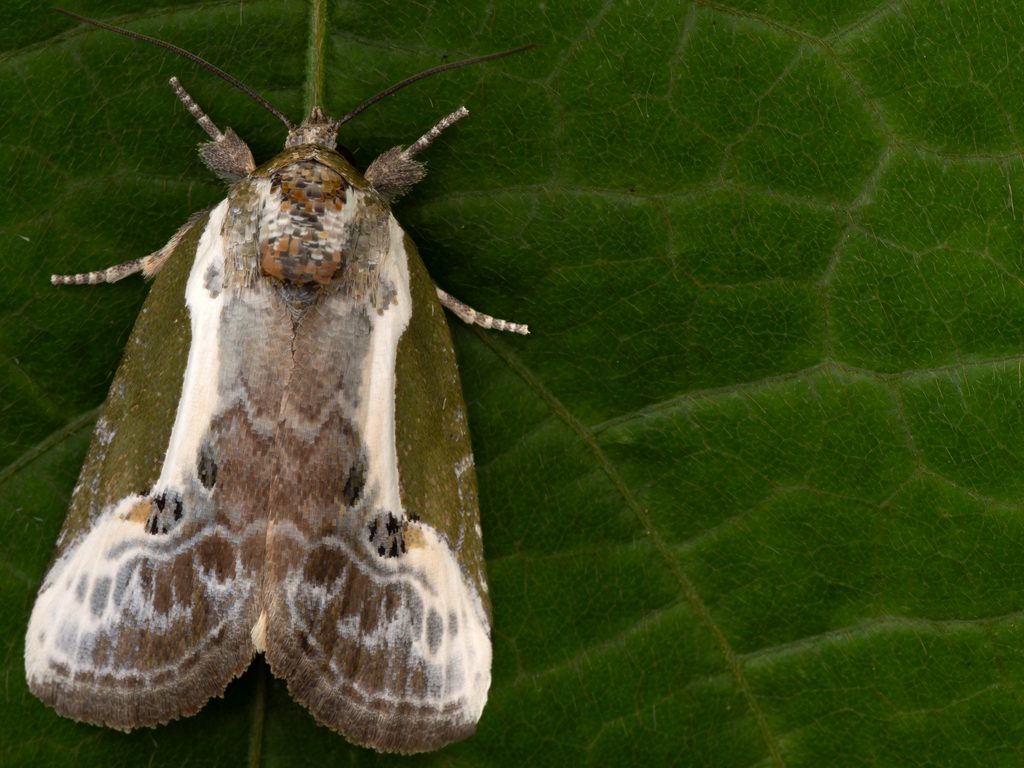 シロスジキノコヨトウ（Stenoloba jankowskii (Oberthür, 1885)）の写真