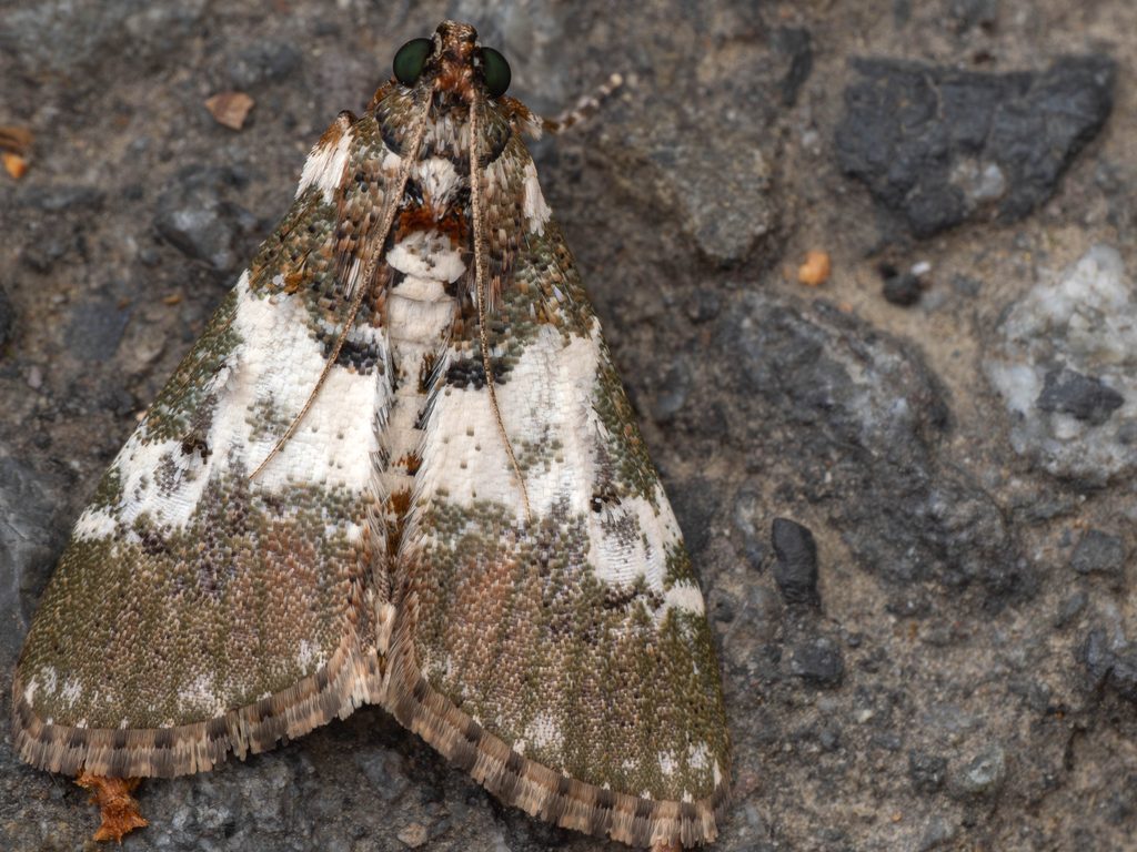 ネグロフトメイガ（Stericta kogii Inoue & Sasaki, 1995）の写真