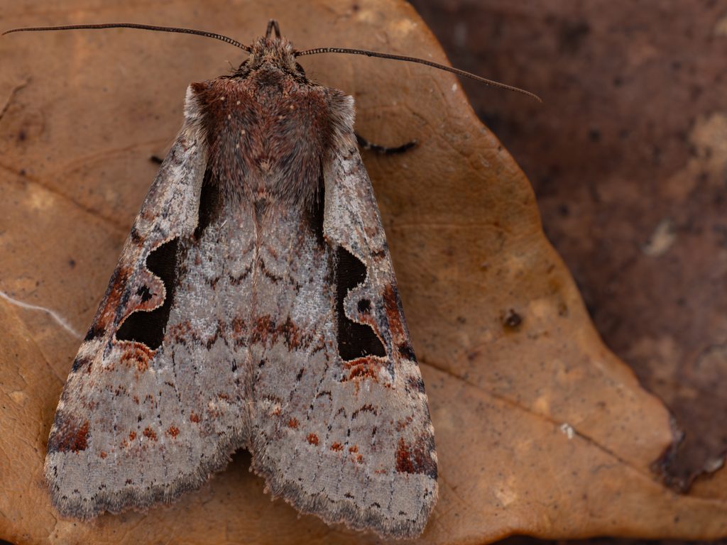 スミレモンキリガ（Sugitania akirai Sugi, 1990）の写真