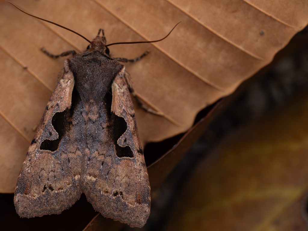 スギタニモンキリガ（Sugitania lepida (Butler, 1879)）の写真