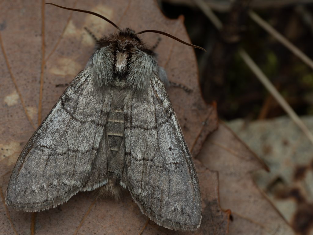 クラマトガリバ（Sugitaniella kuramana Matsumura, 1933）の写真