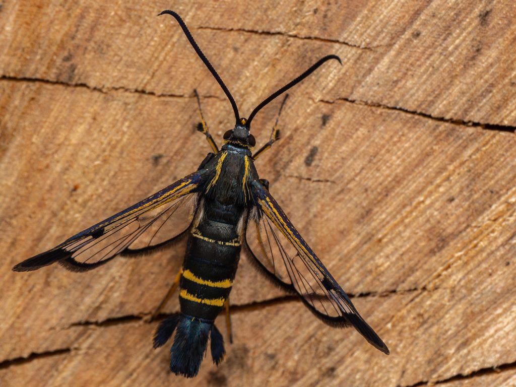 Synanthedon hector (Butler, 1878) photograph