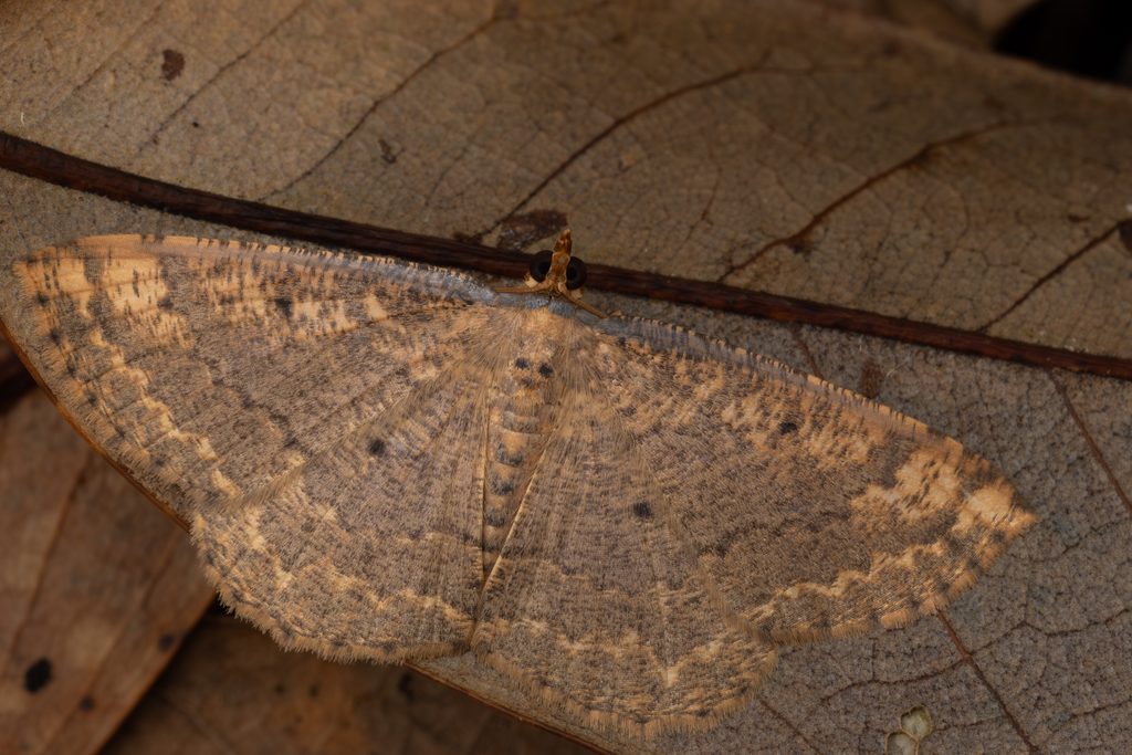 Synegia esther Butler, 1881 photograph