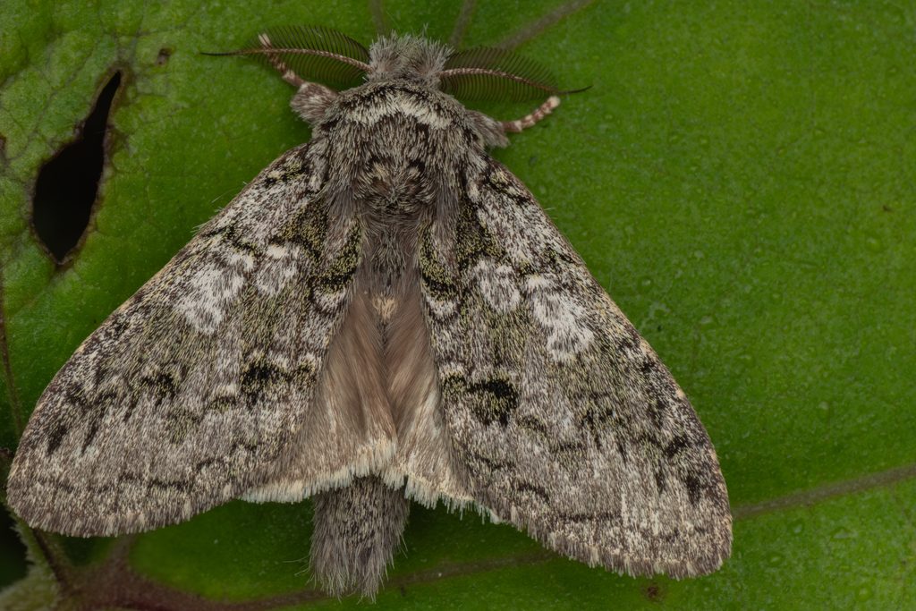 Syntypistis pryeri (Leech, 1899) photograph
