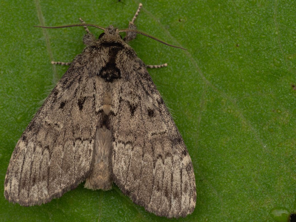 タカムクシャチホコ（Takadonta takamukui (Matsumura, 1920)）の写真