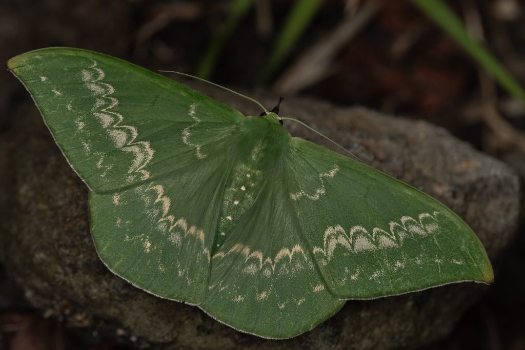 カギバアオシャク（Tanaorhinus reciprocata (Walker, 1861)）の写真