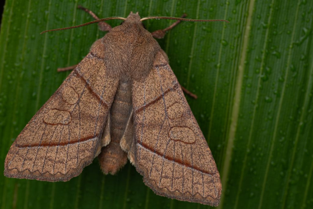 ノコメトガリキリガ（Telorta divergens (Butler, 1879)）の写真