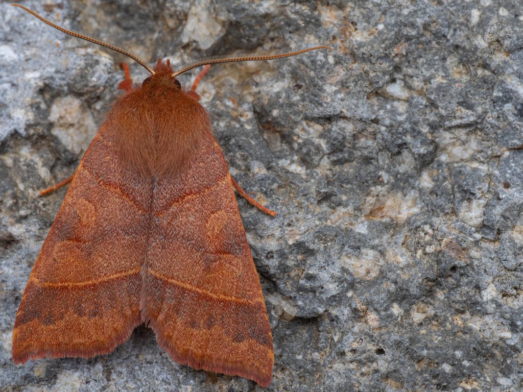 キトガリキリガ（Telorta edentata (Leech, [1889])）の写真