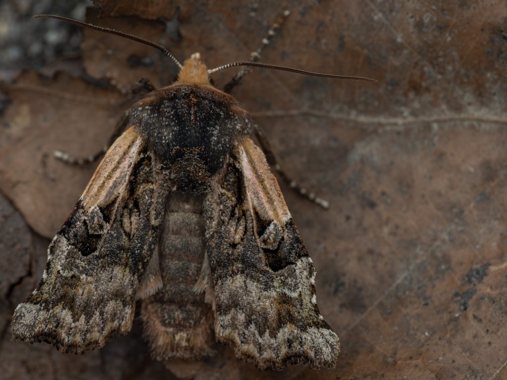 エグリキリガ（Teratoglaea pacifica Sugi, 1958）の写真
