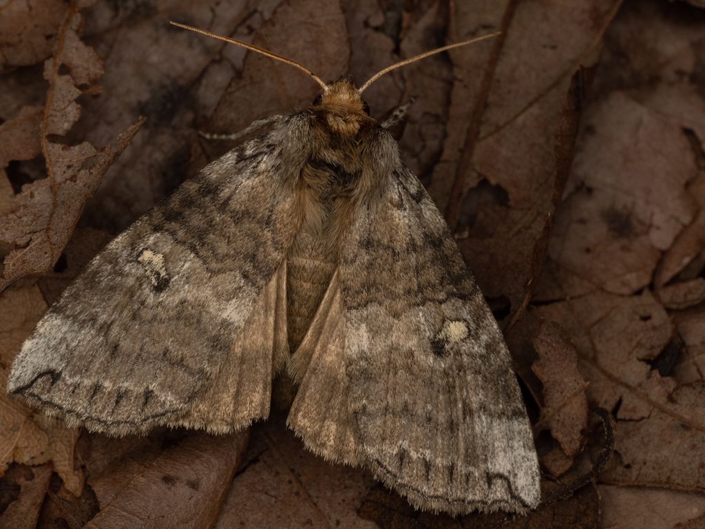 Tethea ampliata (Butler, 1878) photograph