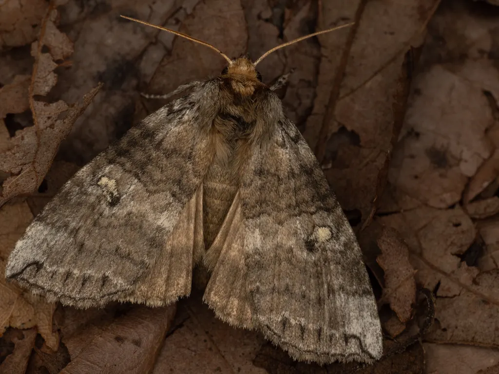 Tethea ampliata (Butler, 1878) photograph