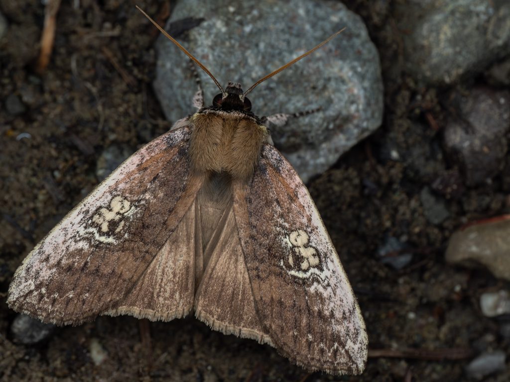 オオマエベニトガリバ（Tethea consimilis (Warren, 1912)）の写真