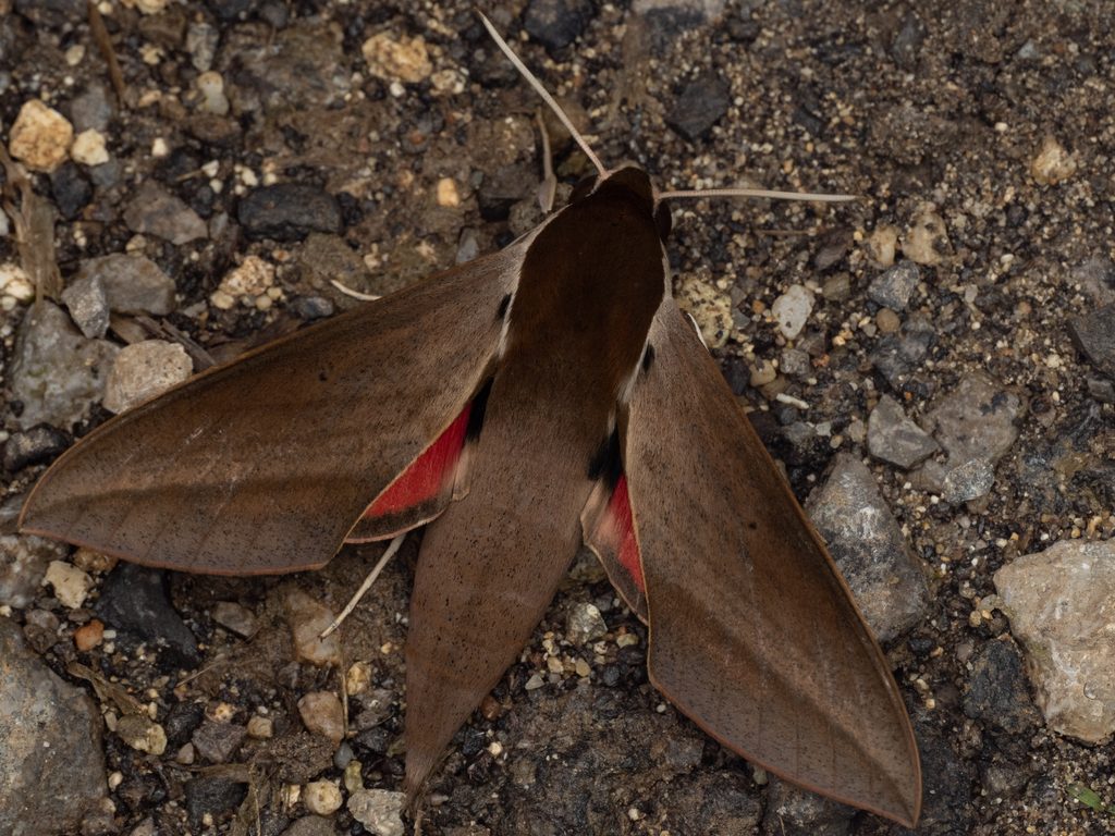シタベニスズメ（Theretra alecto (Linnaeus, 1758)）の写真