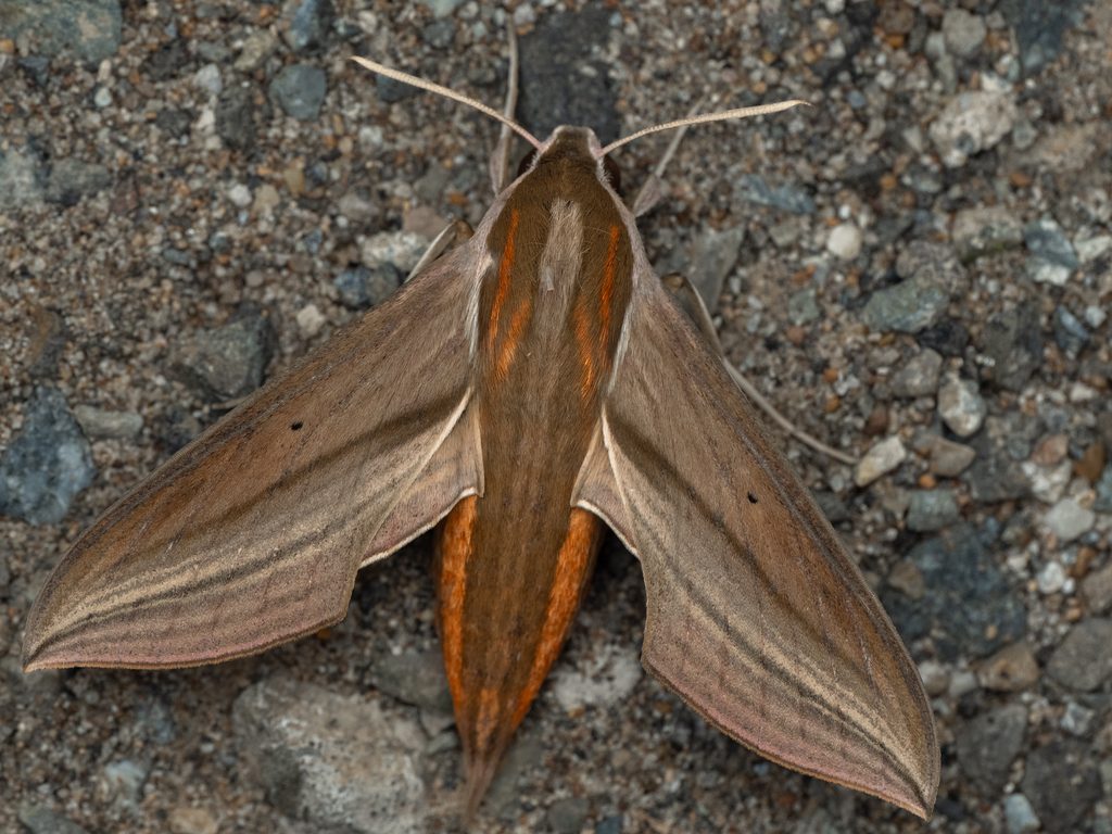 コスズメ（Theretra japonica (Boisduval, 1869)）の写真