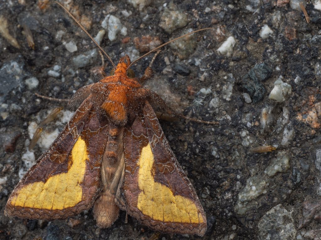 Thysanoplusia intermixta (Warren, 1913) photograph