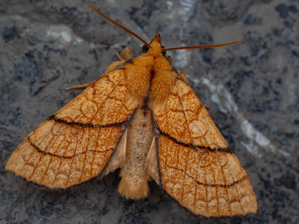 Tiliacea japonago (Wileman & West, 1929) photograph