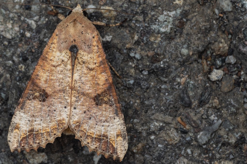 オオノコバヨトウ（Tiracola aureata Holloway, 1989）の写真