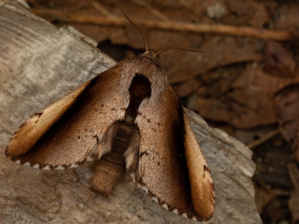 タテスジシャチホコ（Togepteryx velutina (Oberthür, 1880)）の写真