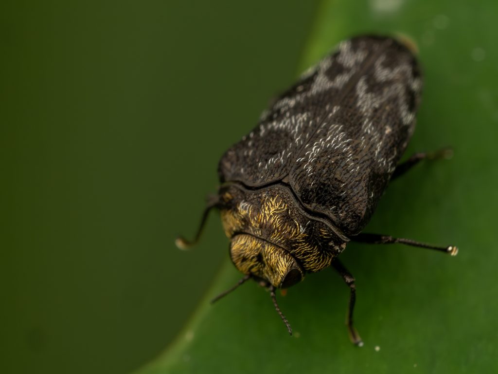 クズノチビタマムシ（Trachys auricollis E. Saunders, 1873）の写真