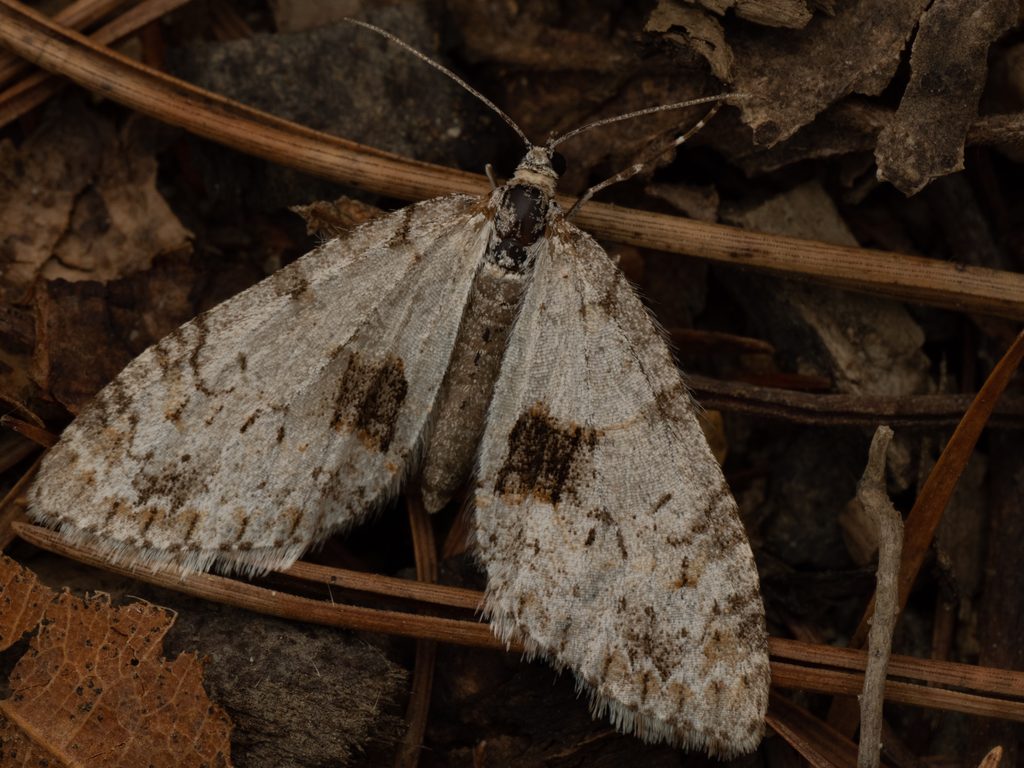 シロシタコバネナミシャク（Trichopteryx fastuosa Inoue, 1958）の写真